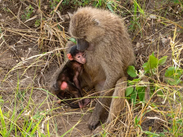 Μια Μητέρα Μπαμπουίνος Ένα Βρέφος Serengeti Εθνικό Πάρκο Τανζανία — Φωτογραφία Αρχείου