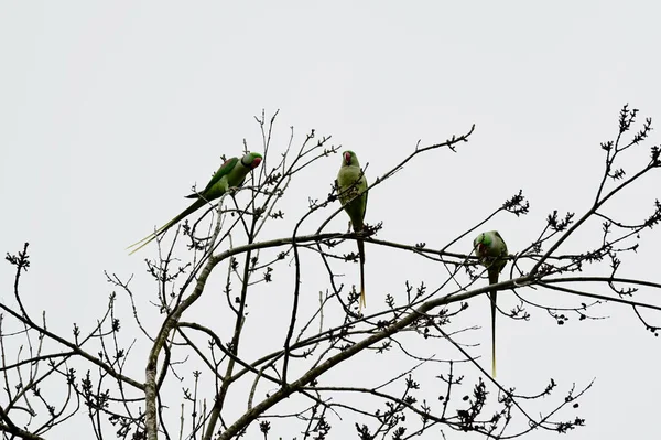 Güzel Bir Gül Halkalı Muhabbet Kuşu Görüntüsü Bir Ağaca Tünemiş — Stok fotoğraf