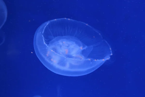 Detailní Záběr Medúzy Modré Vodě — Stock fotografie