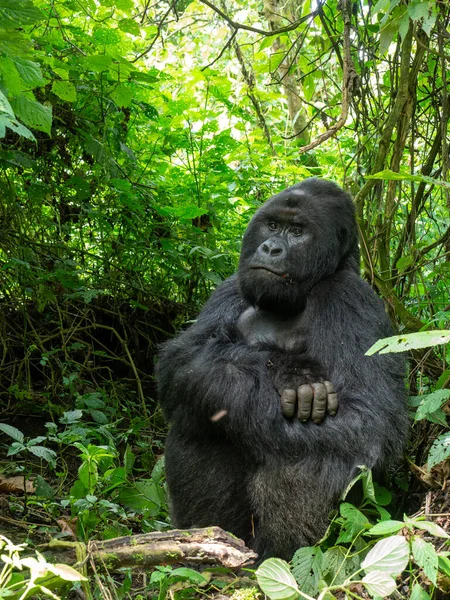 Vertical Shot Adult Gorilla Virunga National Park — Stock Photo, Image
