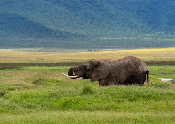 坦桑尼亚塞伦盖蒂国家公园 一头非洲成年大象在绿色草地上喝水 — 图库照片