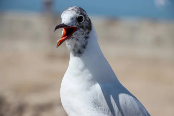 Een Close Shot Van Een Piepende Gevlekte Witte Meeuw — Stockfoto