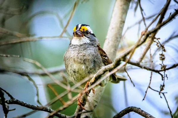 Sebuah Tembakan Closeup Burung Pipit Putih Tenggorokan Bertengger Cabang — Stok Foto