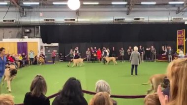 Sahipleriyle takılan muhteşem Westminster Köpek Şovu.