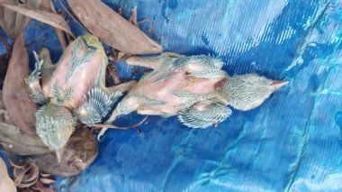 Yuvadan düşmüş iki yeni doğmuş küçük yeşil Barbet bebeği