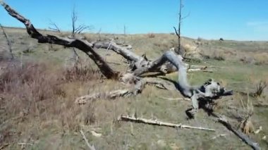 Büyük bir ağaç kesimi ve temiz olmayan temiz gökyüzü olan büyük bir parkta yere düştü.