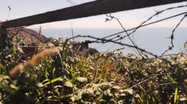 Uçurumun vahşi bitkilerinden Hartland rıhtımındaki okyanus manzarasına yükselen görüntüler.