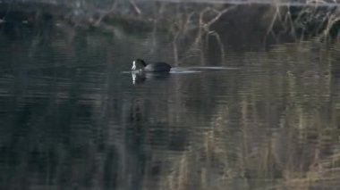 Parktaki gölette bir kuş