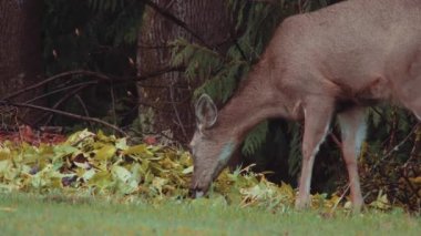 Siyah kuyruklu geyik Odocoileus hemionus columbianus)