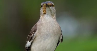 Florida 'da yumurtadan çıkan civcivler için larvaları olan alaycı kuşun görüntüleri.