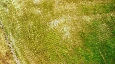 Güneşli bir günde geniş çim tarlaları ve yastıklı toprakların olduğu güzel bir göl manzarası.