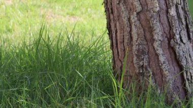 Parkta sakin bir gün. Hafif bir rüzgar esiyor yaşlı bir ağacın etrafındaki çimenlere.