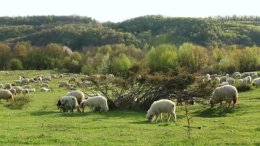 Güneşli bir günde yeşil bir tepede otlayan bir koyun sürüsü