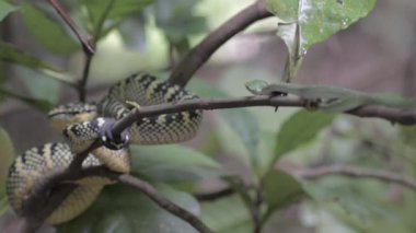 Tropidolaemus wagleri 'nin ağaç dallarında yaprakları olan sığ bir odak noktası.