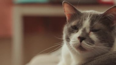 Bayan Yetişkin Calico Gülümseyen Kedi