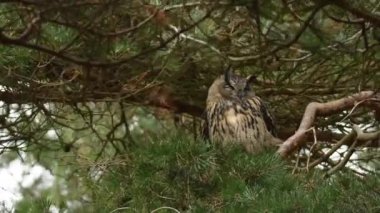 Ağacın üzerinde tünemiş güzel bir baykuş manzarası.