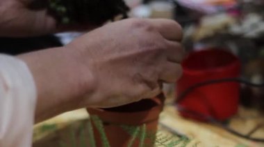 Çalışma masasında sulu bir bitkiyle küçük bir çiçek kompozisyonu oluşturma süreci.