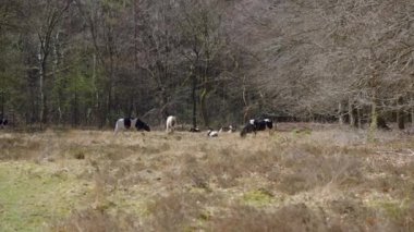 Hollanda 'nın Drenthe eyaletindeki Evertsbos ormanında otlayan ve otlayan birkaç inek var.