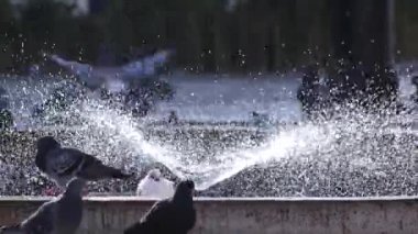 Şehir parkındaki bir çeşmede serinleyen güvercinlerin yakın çekim görüntüleri..
