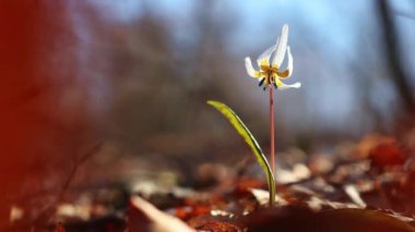Bulanık bir arkaplanda titreşen sığ bir köpek dişi menekşesi (Erythronium dens-canis) çiçeği odağı
