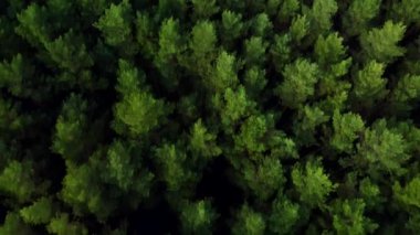 HD 'deki yeşil bir ormanın havadan görüntüsü.