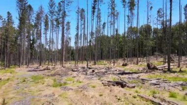 Pocono Dağları 'nda çam ağacı manzarası