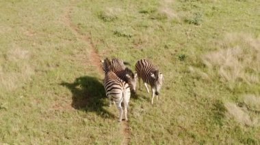 Güneşli bir günde yeşil bir tarlada güzel bir zebra manzarası.