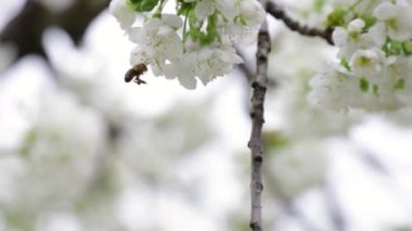 Küçük bir arı, baharda güzel beyaz kiraz ağaçlarını döllüyor.