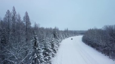 Kanada 'nın Winnipeg şehrinde kış boyunca karla kaplı ormanların 4K' lık videosu.
