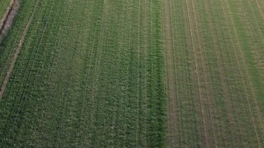 Yeşil çimenli ve sıralanmış su sulamalı güzel bir hava manzarası.