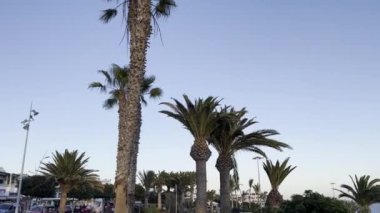 İspanya, Fuerteventura 'daki mavi gökyüzü arka planındaki palmiye ağaçlarının manzarası