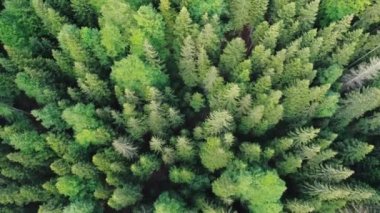 Ormandaki yeşil ağaçların hava aracı görüntüleri..