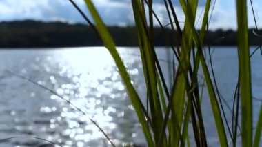 Bitkilerle kaplı güzel bir göl manzarasının görüntüsü.