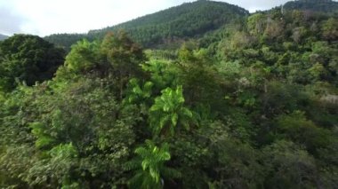 Drone Dağı 'nın üzerinde uçuyor. Tabor sarı Poui ağacını gösteriyor.