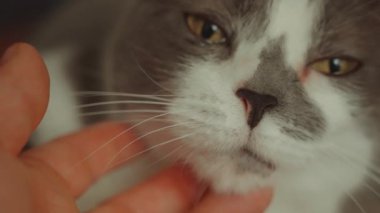 Dişi Yetişkin Calico Kedi Evcil Hayvan Oluyor