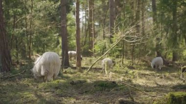 Evertsbos ormanında otlayan dört koyun, Hollanda, Drenthe vilayeti.