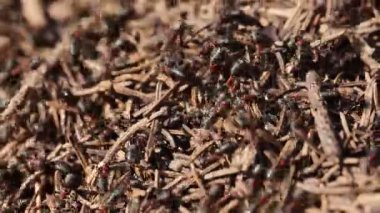 Kızıl orman karıncaları ormanda yuva yapar. Doğal ortamlarında.