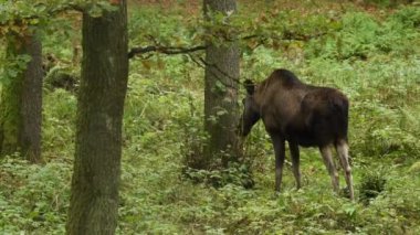 Yeşil ormandaki bir geyik manzarası