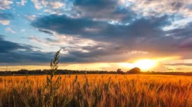 Almanya 'da gün batımında bir mısır tarlasının zaman aşımı