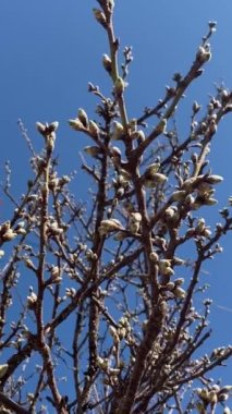 Baharın başında çiçek açan ağaç.