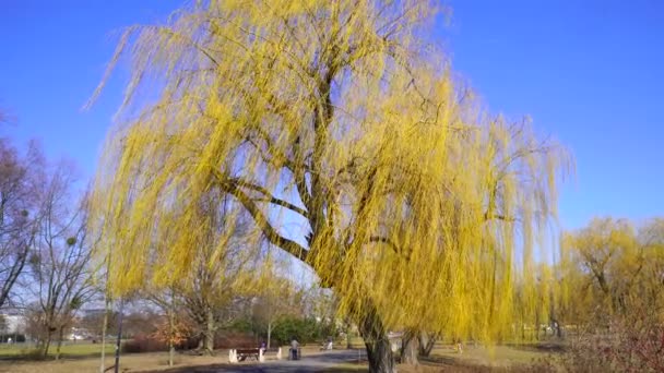 Árbol Alto Ondeando Con Hojas Amarillas Parque Jan Pawla Soleado — Vídeo de stock