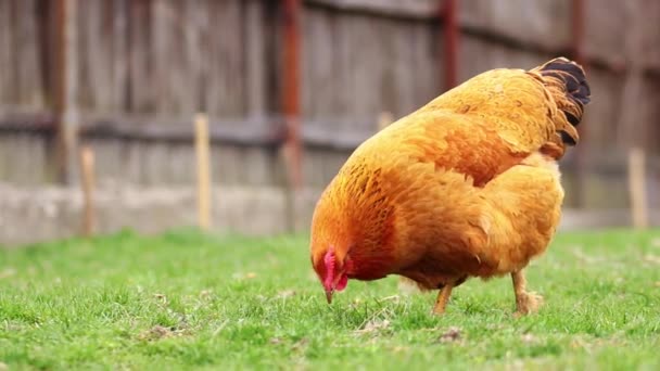 一只公鸡在白天在田里吃草的特写 — 图库视频影像