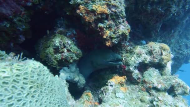 Treffen Mit Einer Muräne Korallenriff Neukaledonien — Stockvideo