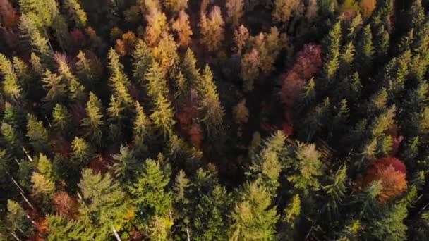 Uma Bela Vista Aérea Invertida Das Árvores Spruce Nas Colinas — Vídeo de Stock