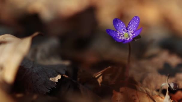 Ένα Επιλεκτικό Λουλούδι Hepatica Transsilvanica — Αρχείο Βίντεο