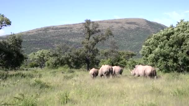 Een Video Van Vier Volwassen Witte Neushoorns Het Grasveld Met — Stockvideo