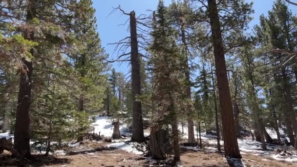 Lenyűgöző Kilátás Nyílik Erdőre San Jacinto Állami Park Kaliforniában Kora — Stock videók