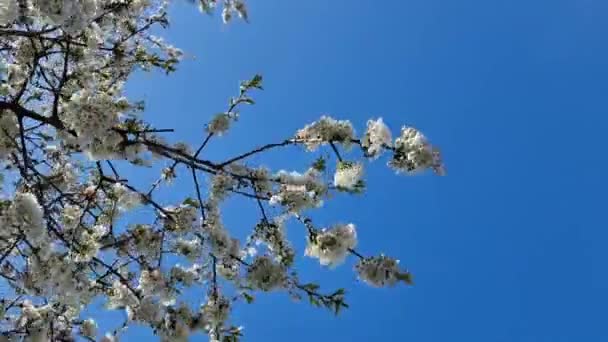 Nízký Úhel Záběru Větve Třešňového Květu Pohybující Větrem Slunečného Dne — Stock video