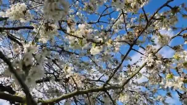 Egy Alacsony Látószögű Kilátás Virágzó Cseresznyevirág Egy Szeles Napon — Stock videók