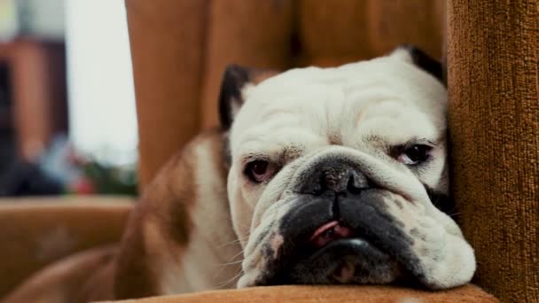 Una Vista Cerca Bulldog Inglés Adormilado Tumbado Sillón — Vídeos de Stock